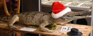 Christmas Crocodile In Kuranda