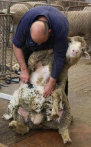Sheep getting shaved