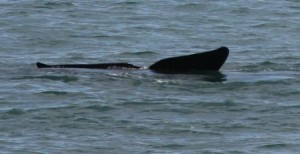 Whale II