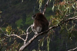 A Koala at the River Torrens