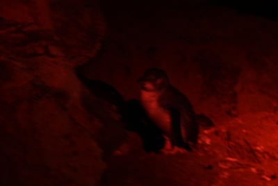 Penguin on Kangaroo Island